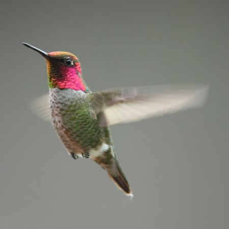 Fastest Wings, Fastest Brains. Anna Hummingbird California 