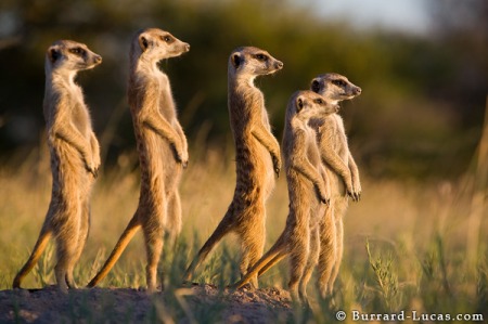 Real Thinkers Look Everywhere Different. That’s Why Meerkats Are Meerkats, and Humans, Human.