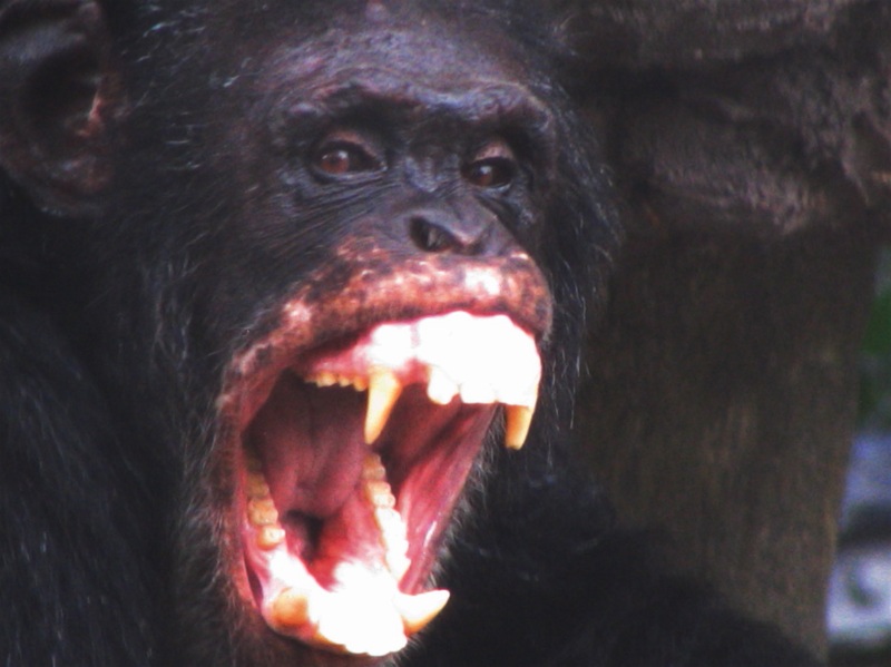 chimp-fangs-angry-chimpanzee.jpg